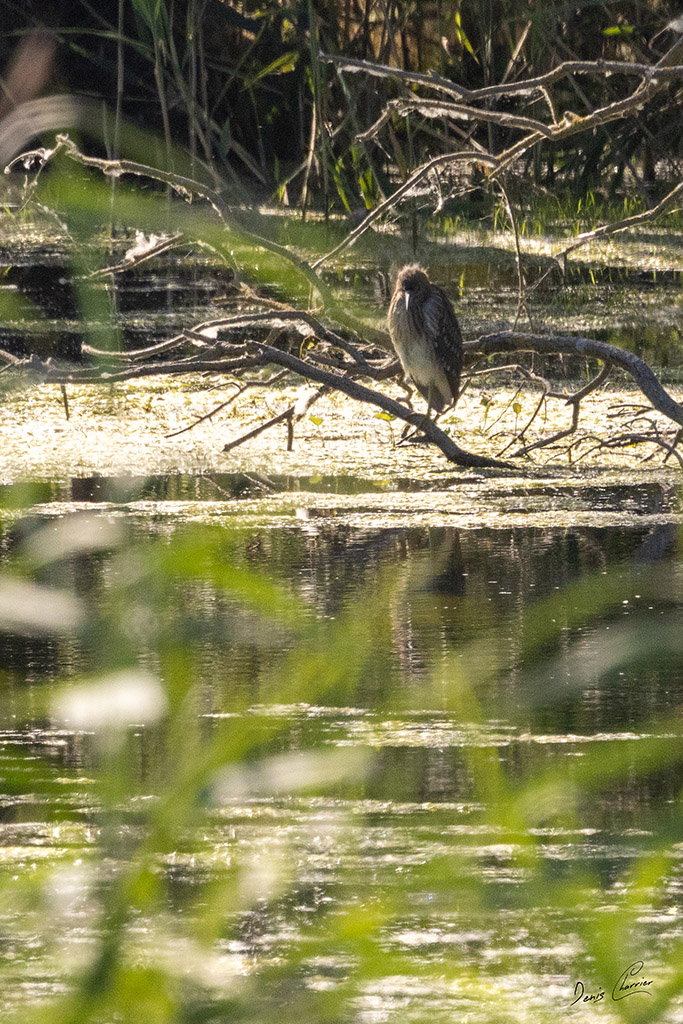 Héron bihoreau perché sur une branche au dessus de l'eau